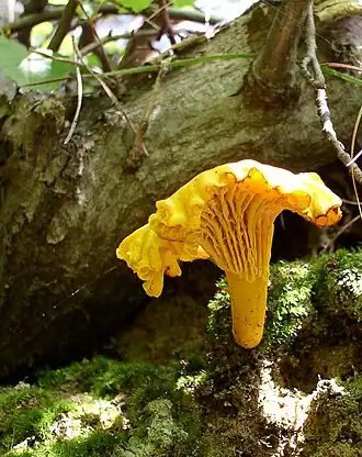 Cantharellus cibarius