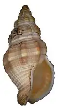 Pusio elegans