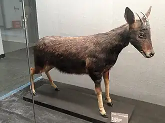Serau-chinês taxidermizado no Museu de Zoologia e História Natural de Kunming, na China