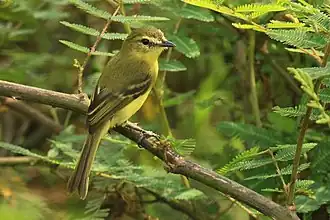 Marianinha-amarela (Capsiempis flaveola) na Costa Rica.