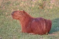 Capybara (Hydrochoerus hydrochaeris
