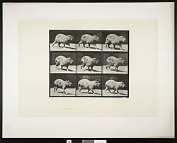 Fotos individuais de "Capybara Walking"