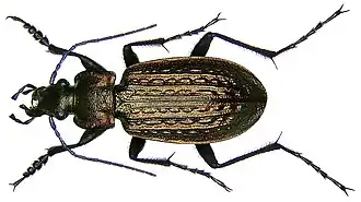 Carabus granulatus