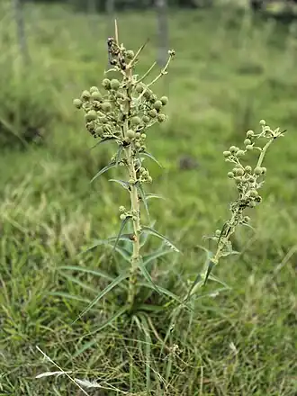Caraguatá (E. horridum) no pampa gaúcho