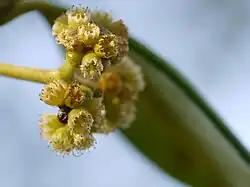 Flores de Carallia brachiata.