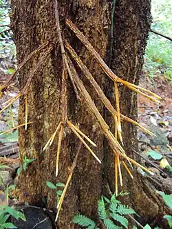 Raízes de Carallia brachiata.