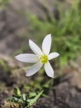 Carapitaia (nome prov. de origem tupi) no pampa gaúcho