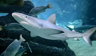 Indivíduo exposto no uShaka Sea World, em Durban, na África do Sul