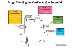 File:Cardiac action potential.png