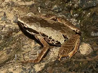 Cardioglossa leucomystax