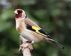 Pintassilgo (Carduelis carduelis)