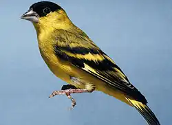 Carduelis yarrellii Pintassilgo-do-nordeste