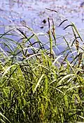 Carex acuta