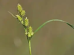Carex demissa inflorescence
