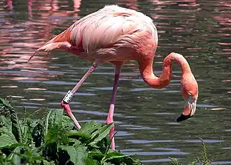Phoenicopterus ruber no Centro de Pântanos e Aves Selvagens de Slimbridge, em Slimbridge, em Gloucestershire, na Inglaterra.