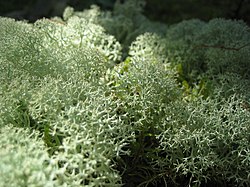 Musgo de rena (Cladonia rangiferina)