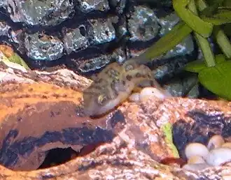 Baiacu anão Carinotetraodon travancorius