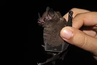 Indivíduo avistado no Panamá