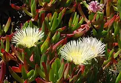 Flores e folhas de Carpobrotus edulis.
