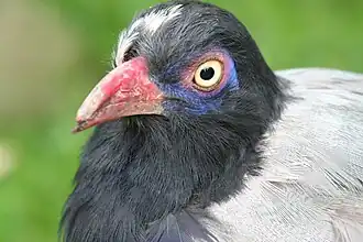 Carpococcyx renauldi