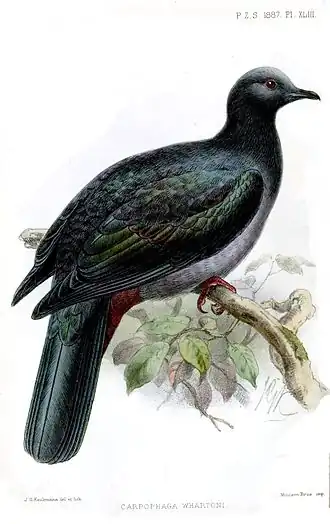 Ilustração de 1887 do ilustrador de pássaros holandês John Gerrard Keulemans