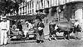 Carro de bois em frente à Sé e ao Banco Nacional Ultramarino, c. 1935.