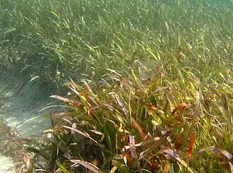 Carybdea marsupialis