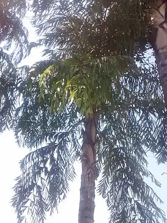 C. urens da Casa do Lago.