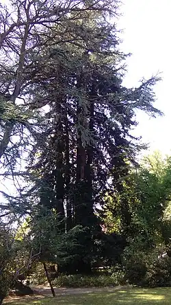 Eucalipto no Jardim Inglês