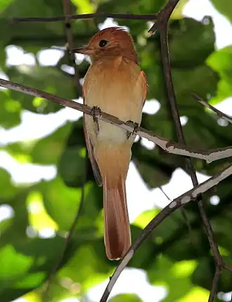 Maria-ferrugem em Bonito, Estado de Mato Grosso do Sul, Brasil
