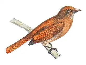 Casiornis rufus