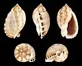 Cinco vistas da concha de Casmaria erinaceus (Linnaeus, 1758); espécie do Indo-Pacífico.[2]