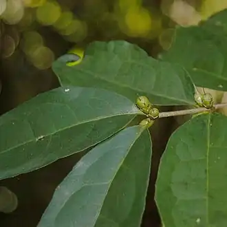 Folhagem e frutos imaturos de Cassipourea guianensis.