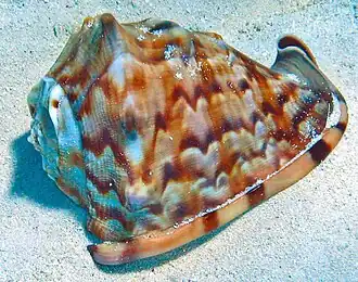 Vista superior da concha de C. flammea; em seu habitat nas Bahamas.