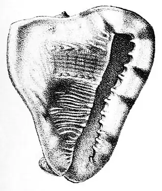 Vista inferior da concha de Cassis tuberosa; ilustração retirada de George W. Tryon, Jr.; Manual of Conchology, Structural and Systematic: With Illustrations of the Species (1885). Vol. VII; Cassidae - Plate 2; figure 51.