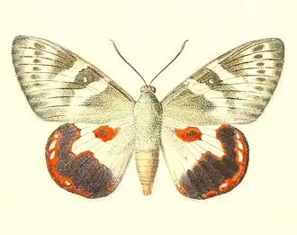 Castnia juturna