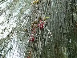 Casuarina equisetifolia.