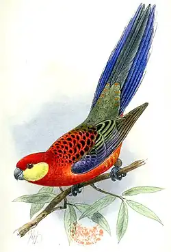 Ilustração de um "Platycercus xanthogenys" por Keulemans, 1891, do espécime-tipo da subespécie P. i. xanthogenys.