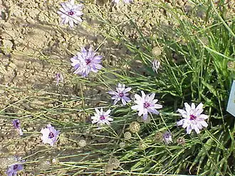 Catananche caerulea