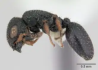 Cataulacus lujae