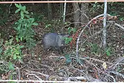 Cateto Parque Estadual do Prosa