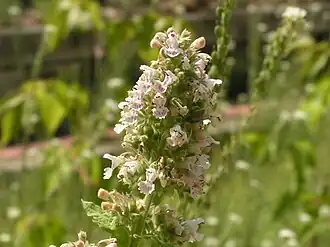 Nepeta cataria (flores)