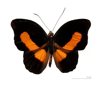 Macho de C. acontius, visto de cima