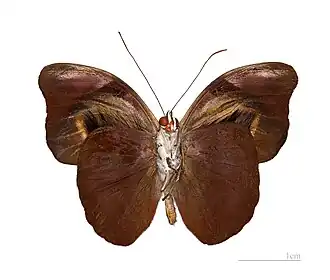 Borboleta neotropical Catonephele acontius, cujos órgãos de androcônia assumem a forma de tufos na face inferior de suas asas anteriores.