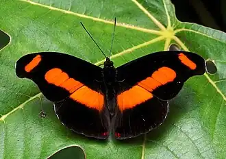 Macho de C. chromis, visto de cima
