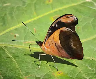 Macho de C. chromis, em vista lateral e inferior