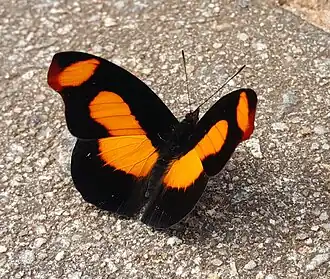 Macho de C. sabrina, visto de cima, em São Paulo