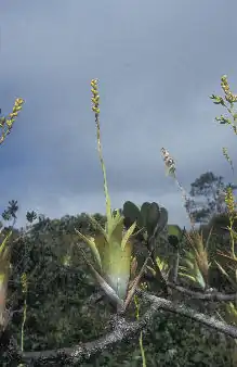 Catopsis berteroniana