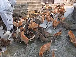 Gatos esperando alimento dos moradores no porto.