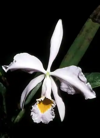 Cattleya wallisii.
